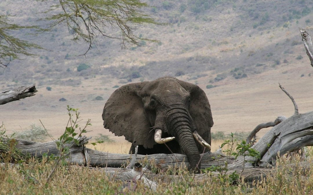 elephant